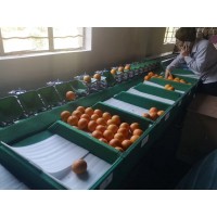 爱媛橙分级设备  柑橘分级机