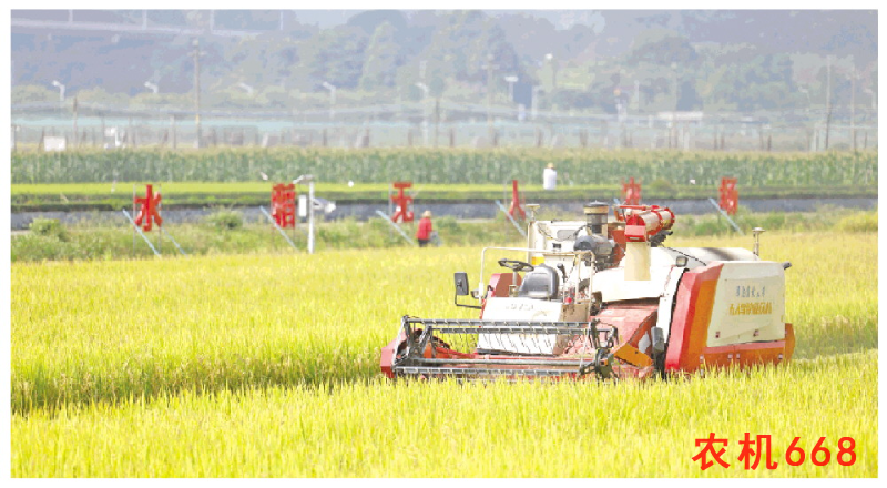 广东全年粮食总产量超过去年已成定局 克服重重困难迎丰收